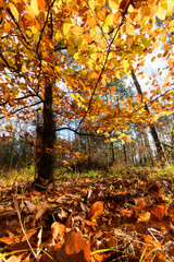 Invitation to dream, silence, relaxation, timeout, happiness: wonderful day in autumn forest :)