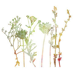 Meadow grasses, herbs and flowers outlines in watercolor style.