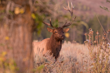 Bull Elk in the fall rut
