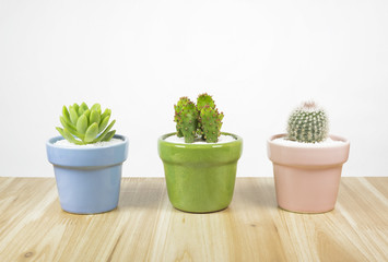 Small cactus on wood table white  background, template with copy space