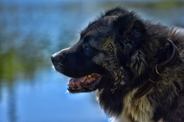 Caucasian sheepdog portrait
