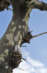 Obraz premium 冬 木 素材