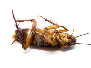 Closeup cockroach show details all of body on a white background (ISOLATED).  Cockroaches are carriers of the disease.