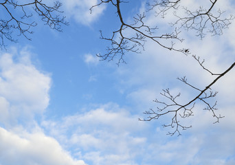 冬　枝　空　素材