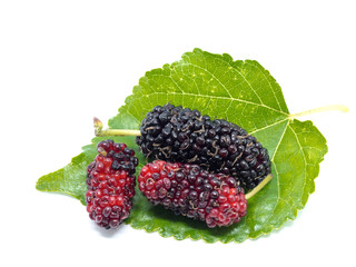 Group of mulberries with a leaves isolated on white background. Mulberry this a fruit and can be eaten.