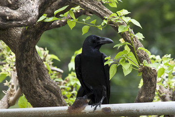 Black Raven.