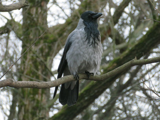 A crow sits on tree in autumn Park