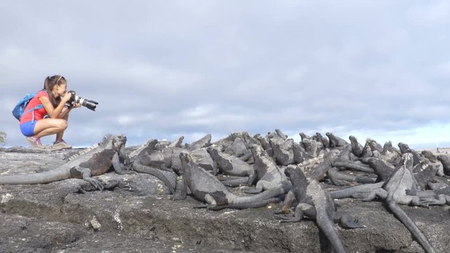 Galapagos tourist photographer taking photos of Marine Iguanas on Fernandina Island, Espinoza Point. Amazing wildlife, nature and animals on Galapagos Islands, Ecuador, South America.