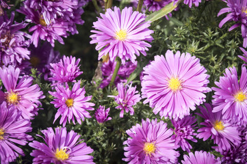 Obraz premium Aster / Aster Dumosus in Grange-over-sands, Lancashire, England