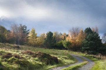 Fototapeta premium Trees and Track / Trees illuminated in the Scottish autumnal sunshine.