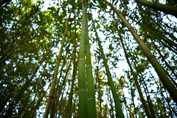 bamboo