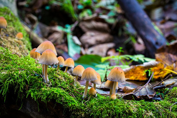 Mushrooms on the stream bank