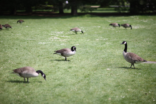 Canadian geese graze on the green lawn of the city park