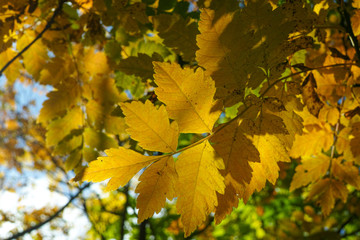 Fototapeta na wymiar Autumn yellow leaves on the trees in sunny day