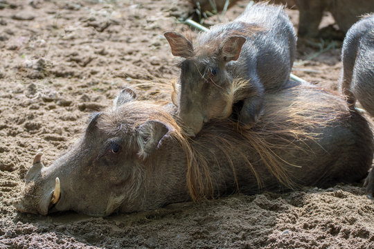 Warthog wild pig, lives in Africa, wild animal close up