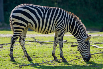 Fototapeta na wymiar Zebras, horse family animal, lives in grasslands, savannas, woodlands, thorny scrublands, mountains, and coastal hills