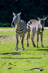Zebras, horse family animal, lives in grasslands, savannas, woodlands, thorny scrublands, mountains, and coastal hills