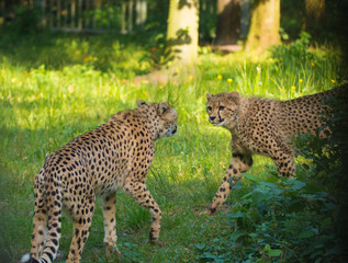 Fototapeta na wymiar Red list animal - cheetah or cheeta, fastest land animal, large felid of the subfamily Felinae.