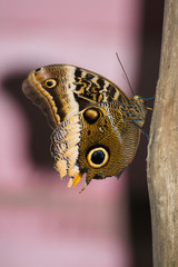 Beautiful owl butterfly
