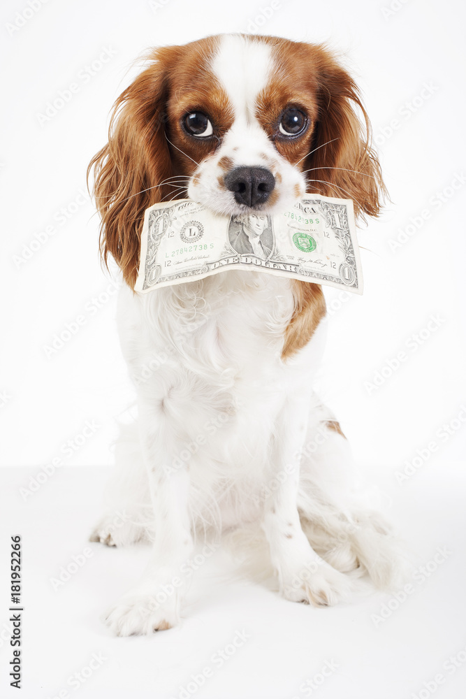 Wall mural dog costs. animal pet costs. dog holding money dollar bill on isolated white background. studio phot