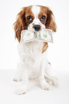 Dog costs. Animal pet costs. Dog holding money dollar bill on isolated white background. Studio photo. Dog with money.