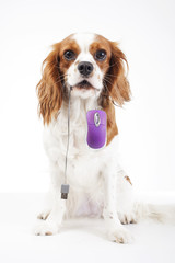 Dog with computer mouse. Cavalier king charles spaniel spaniel puppy dog with computer mouse.