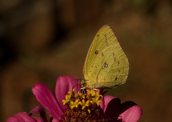 Yellow Butterfly sipping nectar with wings closed