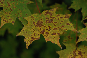 close-up of maple leaf turning to brown in autumn