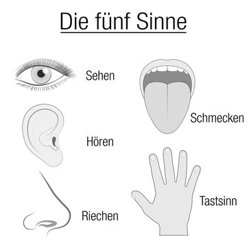 Five senses chart with sensory organs eye, ear, tongue, nose and hand and appropriate designation sight, hearing, taste, smell and touch in GERMAN LANGUAGE - schematic isolated vector on white.