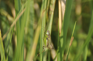 Young grasshopper sits in green grass 