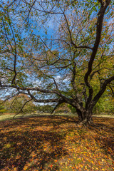 Fototapeta premium Beautiful Japanese Garden in Autumn Season, Tokyo, Japan