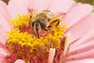 Large Bee from the fromt