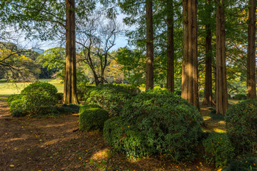 Beautiful Japanese Garden in Autumn Season, Tokyo, Japan