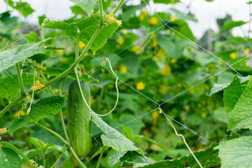 Naklejka premium Cucumber on tree in the garden,the Bush cucumbers on the trellis. Cucumbers vertical planting. Growing organic food. Cucumbers harvest