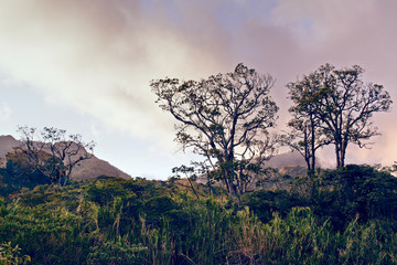 Fototapeta premium Road Trippin' Panama - Boquete National Park
