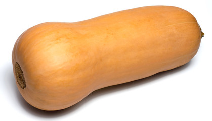 Butternut