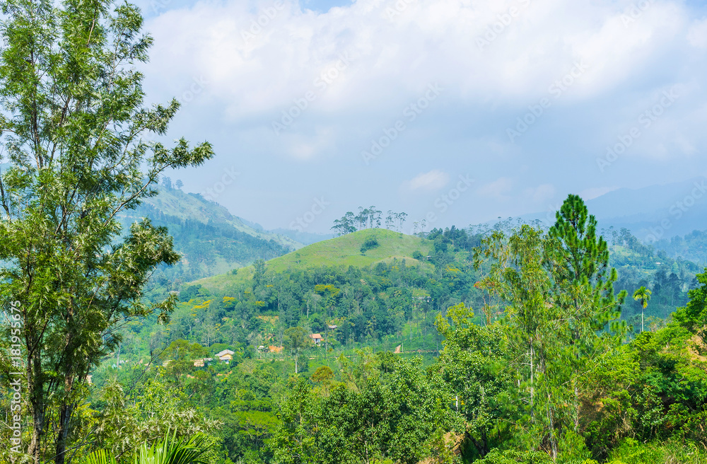 Poster The forests of Sri Lankan highlands