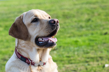 Labrador Retriever