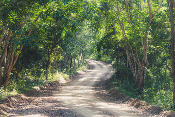 Fototapeta na wymiar countryside road in forest