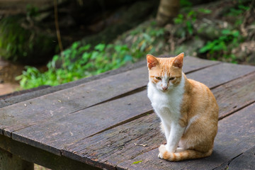 orange cat sitting on wooden table outside