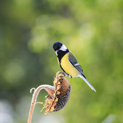 Obraz na płótnie Canvas little bird flies to the sunflower seeds and eagerly bite