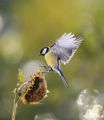 bird flies to the flower of the sunflower seeds and eagerly bite