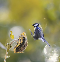 little bird flies to the flower of the sunflower seeds and eagerly bite