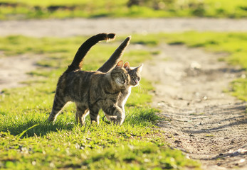 love couple cats walking on the bright green meadow in Sunny spring garden
