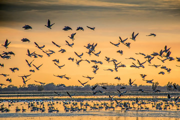 Migratory Birds in Northern California