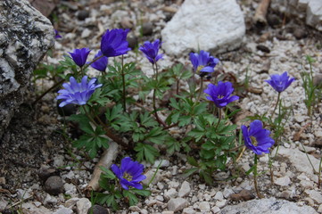 Close up of purple violet flowers Hepatica nobilis, Common Hepatica, liverwort, kidneywort,...