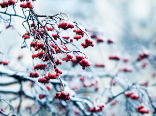 bright juicy red clusters of berries covered with white crystals of ice during