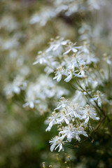White flowers in the garden, close-up.