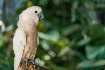 White cockatoos