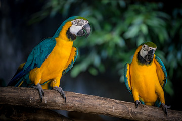 Colorful macaw on branch